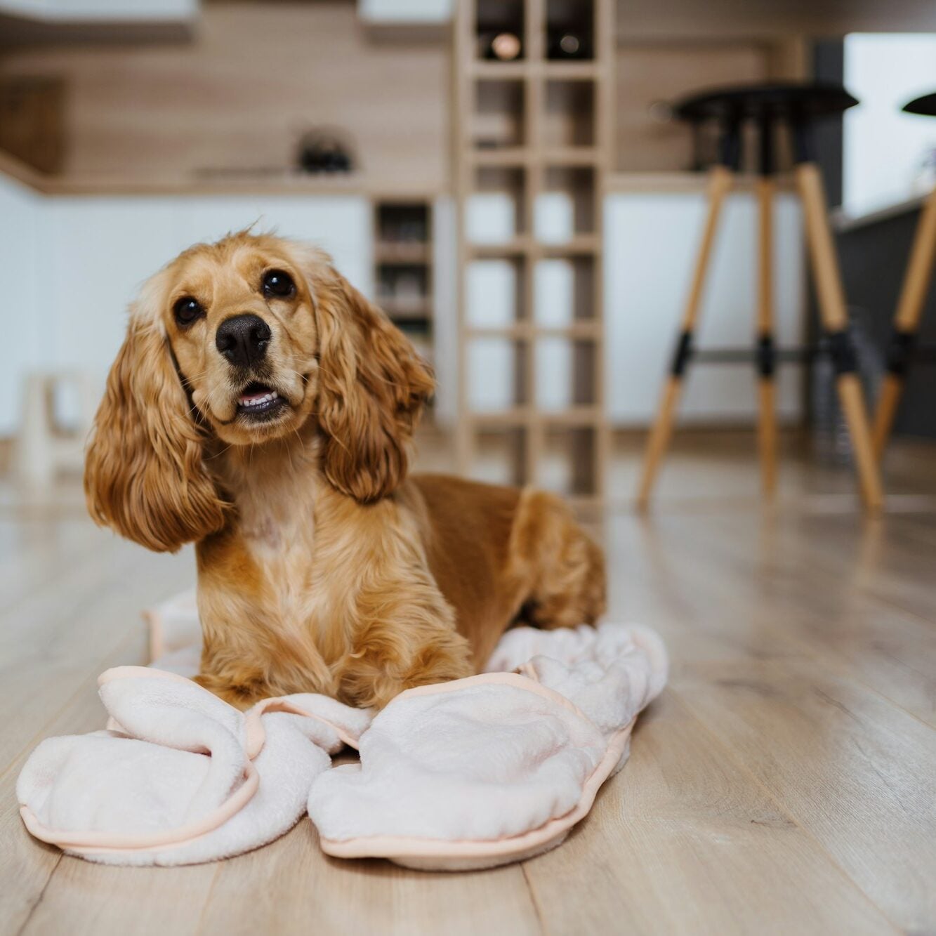 Cute Cocker Spaniel puppy resting on slippers inside a house. Dog Training in Washington DC for a happy, well-behaved pet.